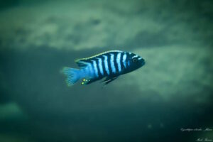 Cynotilapia zebroides 'Mdowe'